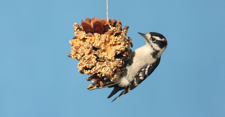 Winter Bird Feeders