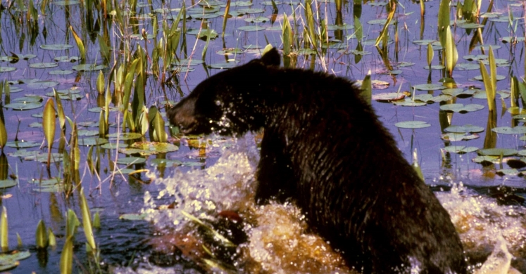 #bioPGH Blog: Keeping Cool! #bioPGH Blog: Keeping Cool!