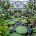 Waterlily Weigh-Off in Wonderland