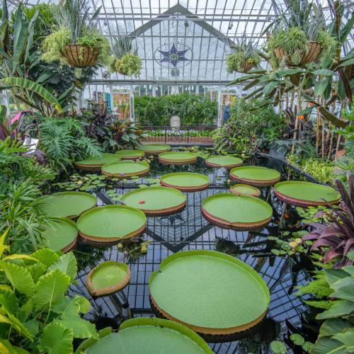 Waterlily Weigh-Off in Wonderland