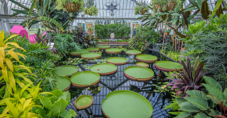 Waterlily Weigh-Off in Wonderland