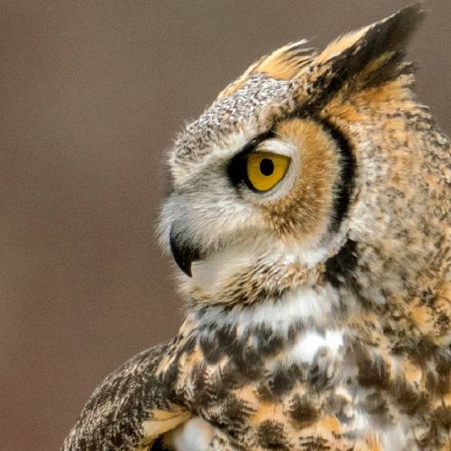 #bioPGH: Great Horned Owls