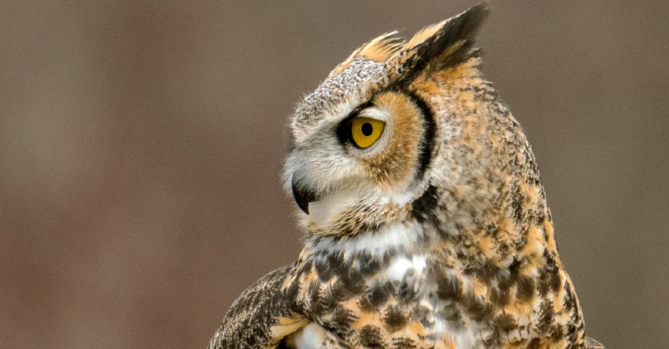 #bioPGH: Great Horned Owls