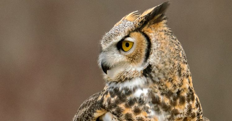 #bioPGH: Great Horned Owls #bioPGH: Great Horned Owls