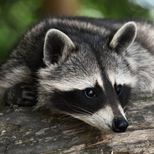 #bioPGH Blog: Of Trash Pandas and Problem-Solvers