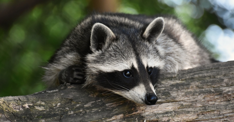 #bioPGH Blog: Raccoon Latrines #bioPGH Blog: Raccoon Latrines