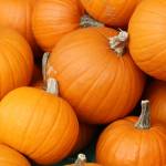 #bioPGH Blog: Fast Facts from the Pumpkin Patch!