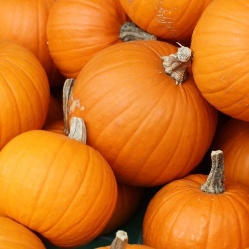 #bioPGH Blog: Pumpkins and Zucchini—What’s in a Species?