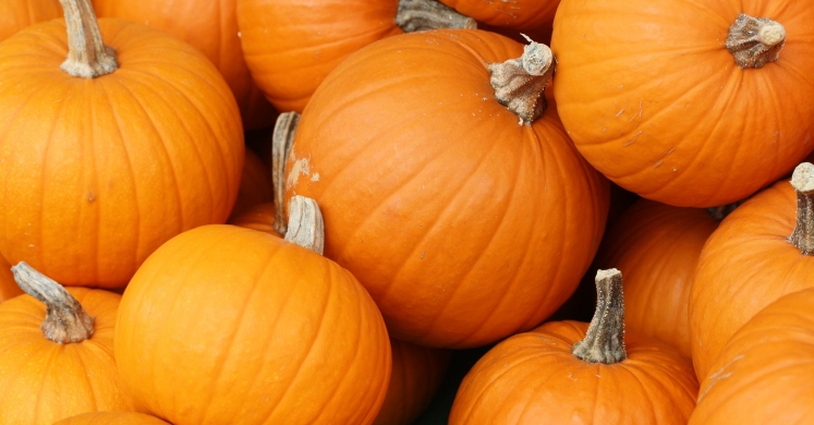 #bioPGH Blog: Fast Facts from the Pumpkin Patch!