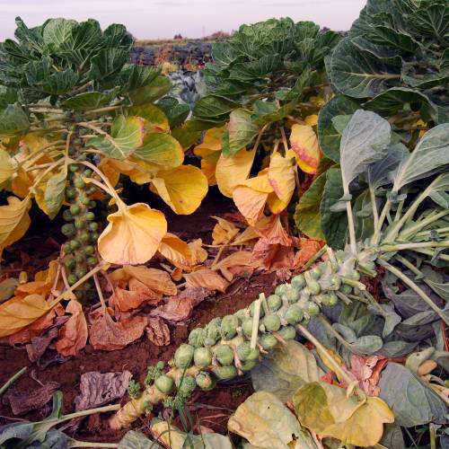 #bioPGH Blog: Brassica Vegetables