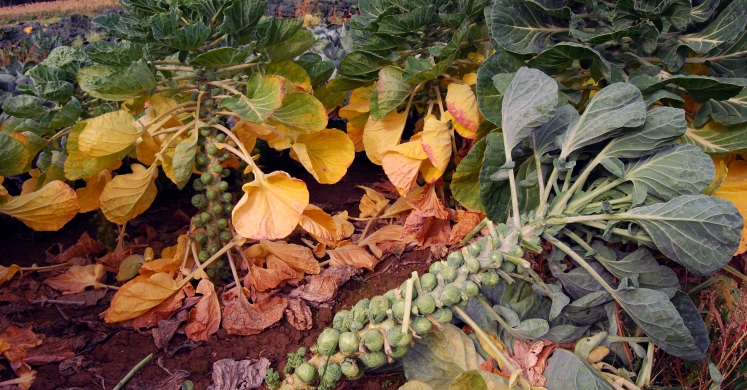 #bioPGH Blog: Brassica Vegetables