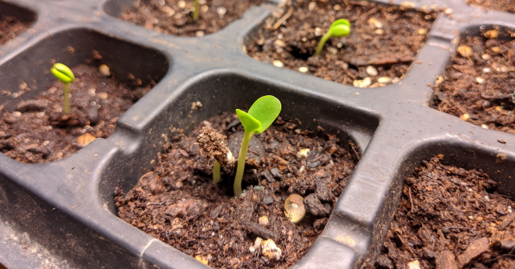 It’s Time for Seed Starting! It’s Time for Seed Starting!