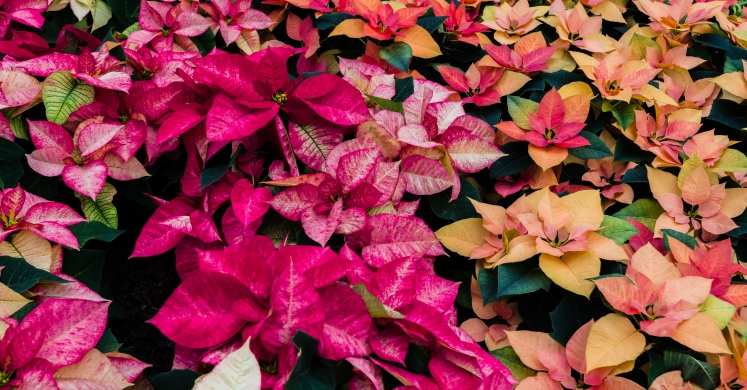 This Week at Phipps: Dec. 10 — Dec. 16 This Week at Phipps: Dec. 10 — Dec. 16