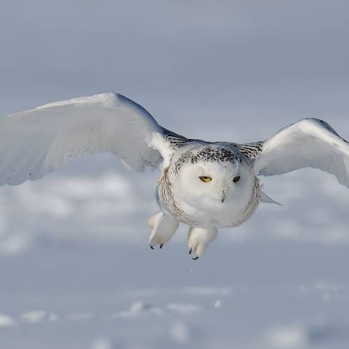 #bioPGH Blog: When Snow Birds Come to Visit