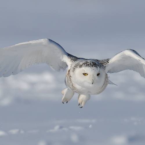 #bioPGH Blog: A Snowy Owl Irruption!