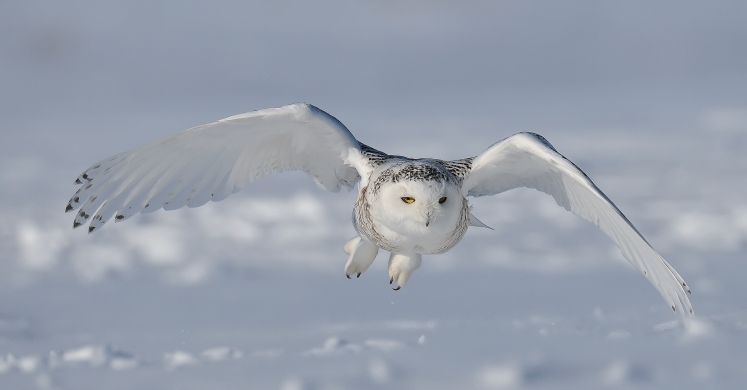#bioPGH Blog: When Snow Birds Come to Visit #bioPGH Blog: When Snow Birds Come to Visit