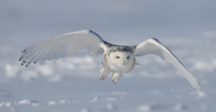 #bioPGH Blog: A Snowy Owl Irruption!