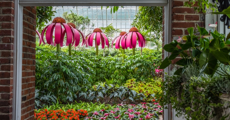 This Week at Phipps: June 4 – June 10 This Week at Phipps: June 4 – June 10