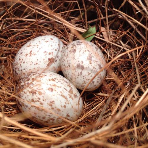 #bioPGH Blog: All the Colors in the Nest - The Story of Eggshell Coloration