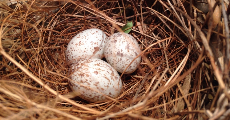 #bioPGH Blog: All the Colors in the Nest - The Story of Eggshell Coloration #bioPGH Blog: All the Colors in the Nest - The Story of Eggshell Coloration