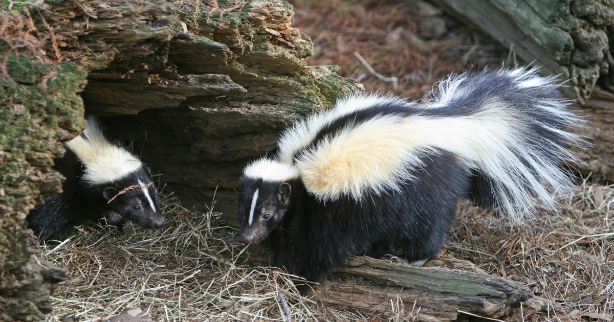 bioPGH Blog Strolling with Skunks Phipps Conservatory and Botanical Gardens Pittsburgh PA