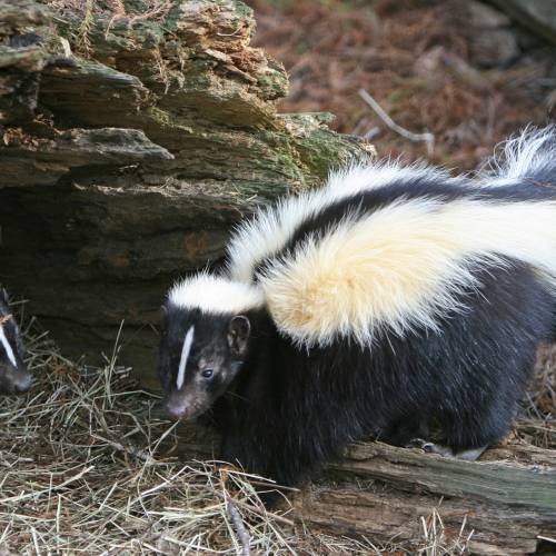 #bioPGH Blog: Busy Fall Nights for a Skunk!