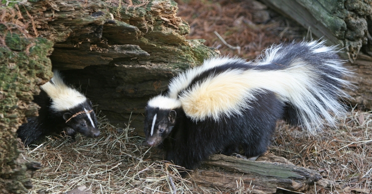 #bioPGH Blog: Busy Fall Nights for a Skunk!