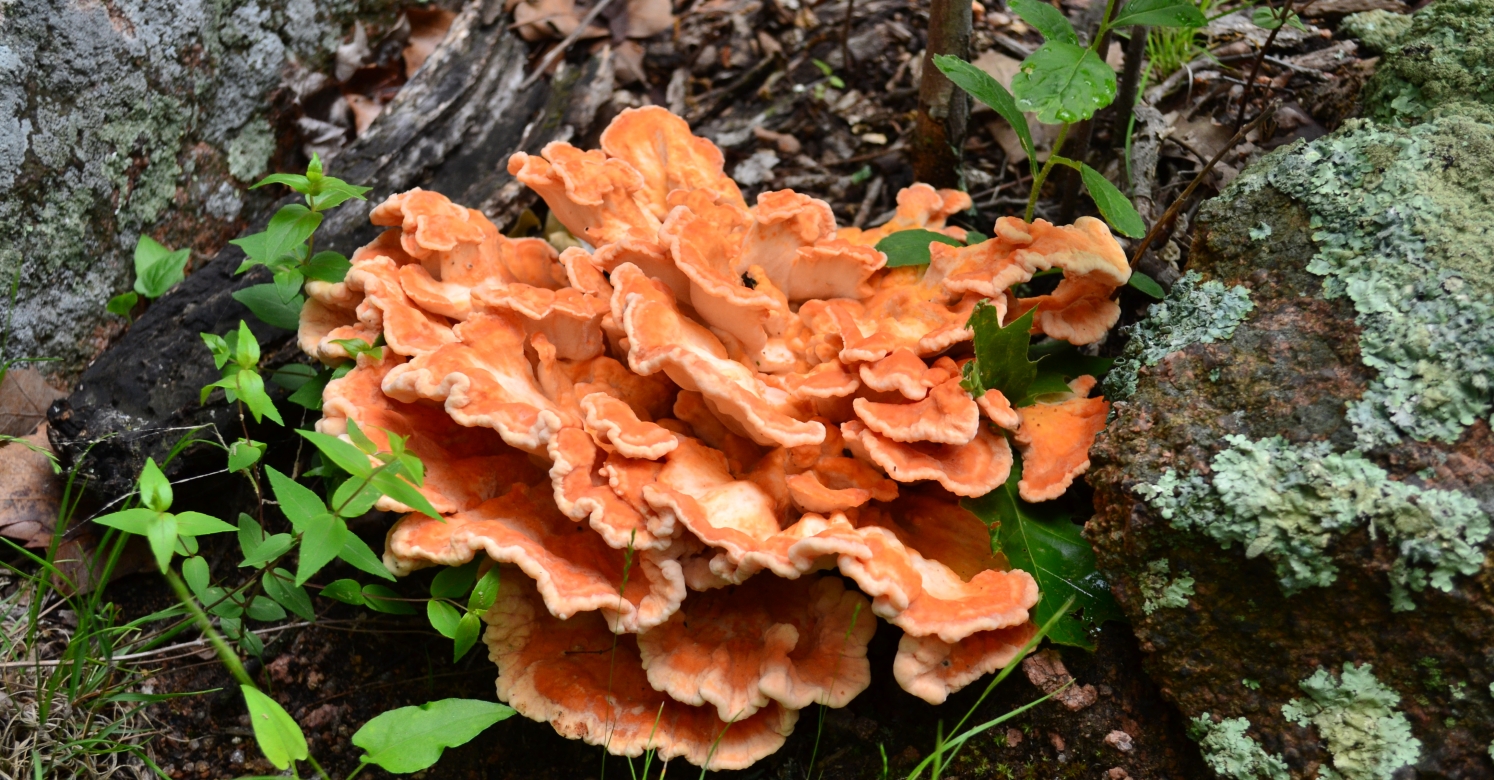 #bioPGH Blog: Chicken of the Woods | Phipps Conservatory and Botanical ...