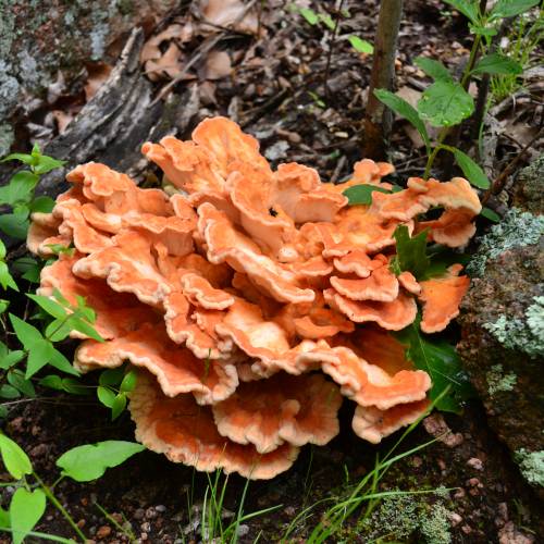 #bioPGH Blog: Chicken of the Woods