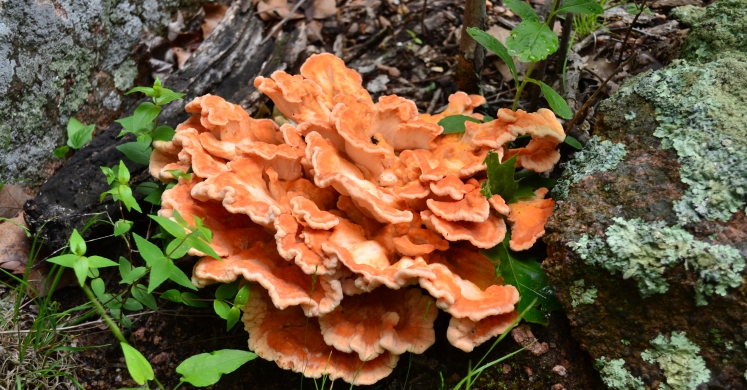 #bioPGH Blog: Chicken of the Woods