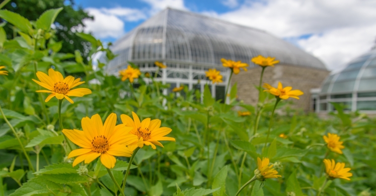 This Week at Phipps: June 13 – 19 This Week at Phipps: June 13 – 19