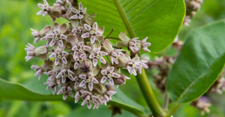 This Week at Phipps: July 9 – 15 This Week at Phipps: July 9 – 15
