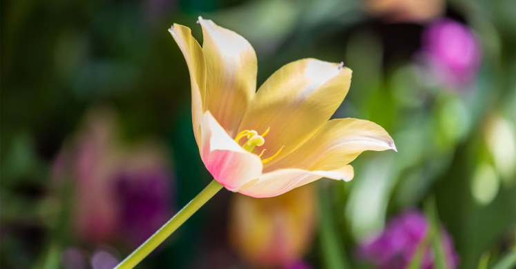 This Week at Phipps: April 18 – 24