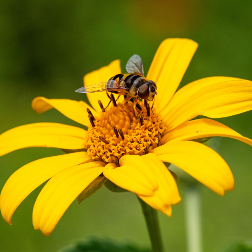 This Week at Phipps: July 11 – July 17