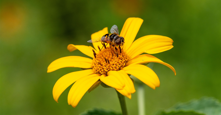 This Week at Phipps: July 11 – July 17