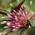 This Week at Phipps: July 17 – 23