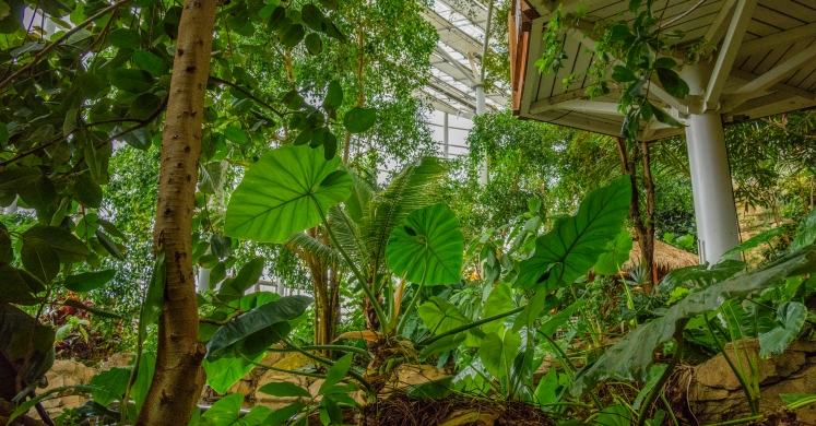 This Week at Phipps: June 18 – 24 This Week at Phipps: June 18 – 24