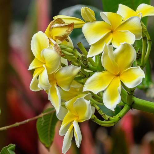 This Week at Phipps: May 30 – June 5
