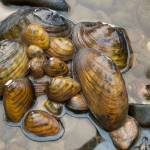 Mighty Mussels