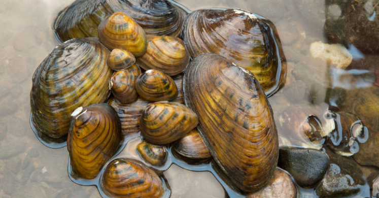 Mighty Mussels Mighty Mussels