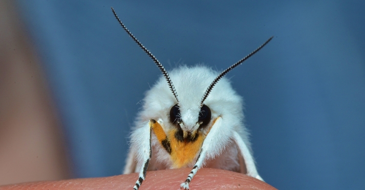 #bioPGH: Moth Matters