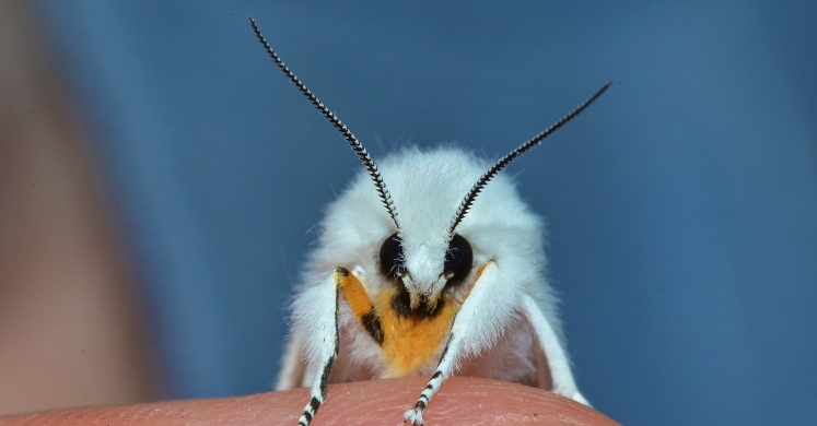 #bioPGH: Moth Matters #bioPGH: Moth Matters