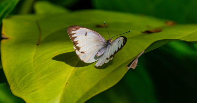 This Week at Phipps: May 14 – 20 This Week at Phipps: May 14 – 20