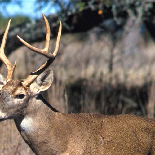 #bioPGH: All About Antlers