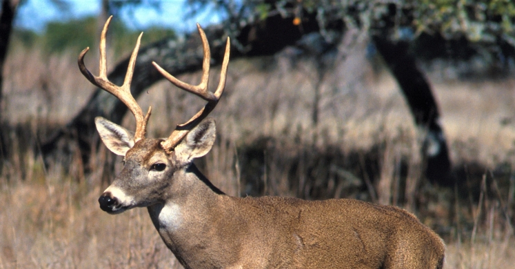 #bioPGH: All About Antlers