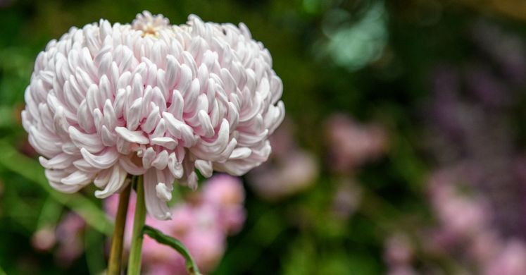 This Week at Phipps: Oct. 11 – 17 This Week at Phipps: Oct. 11 – 17