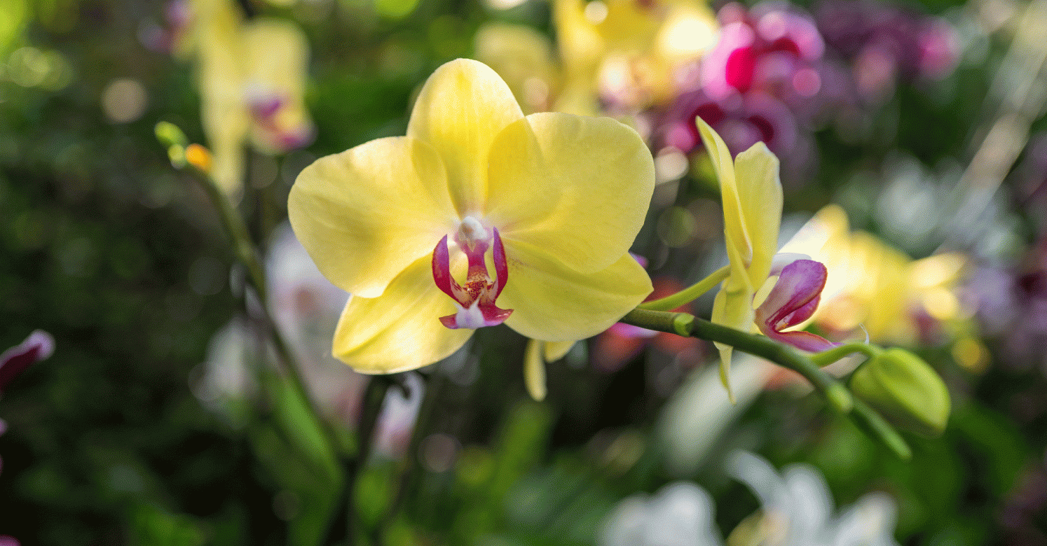 KURASHI & Trips フラワープリントオールインワン Orchid Care at Home | Phipps Conservatory and Botanical Gardens