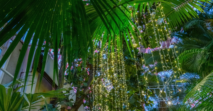 This Week at Phipps: Dec. 3 – 9 This Week at Phipps: Dec. 3 – 9