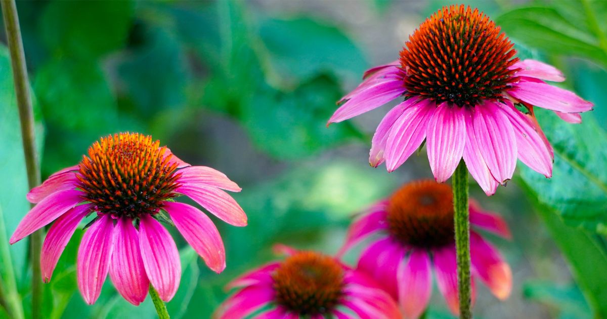 ask-dr-phipps-purple-coneflower-problems-phipps-conservatory-and