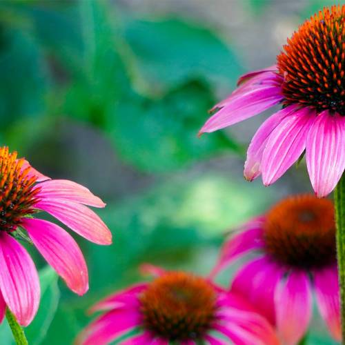 Ask Dr. Phipps: Purple Coneflower Problems